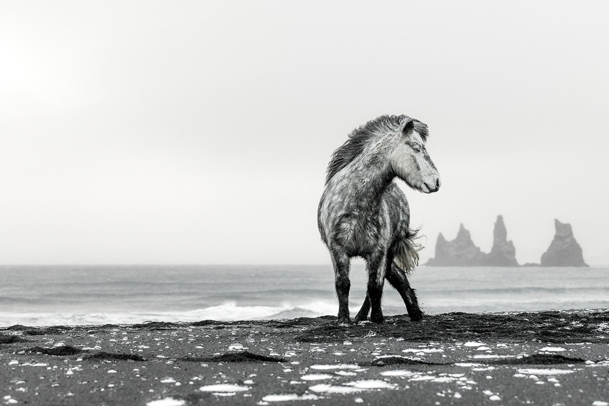 photo from Horses of Iceland by Guadalupe Laiz