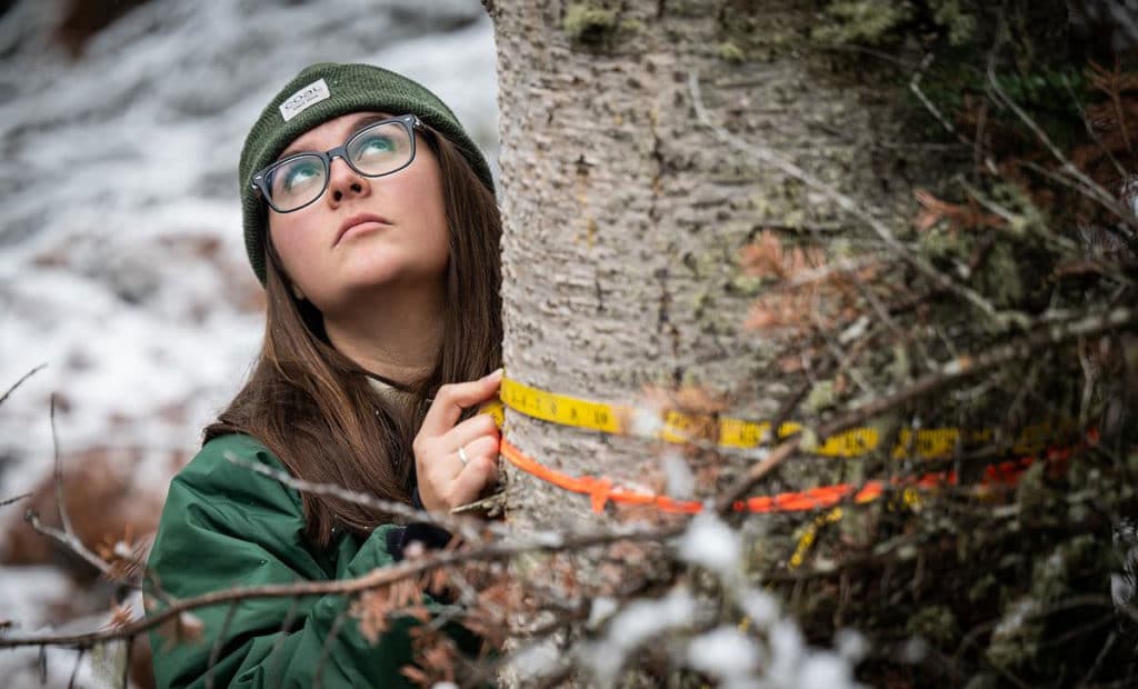 A CMC student interning with the U.S. Forest Service measures a tree circumferenc