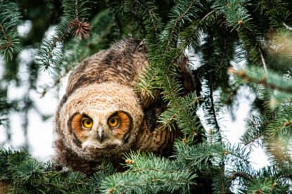 Photo: Great Horned Owlet, by Seth Andersen